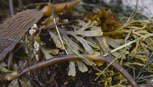 El aumento de la temperatura de los océanos hizo más difícil el cultivo de algas en países como Japón, que se vuelven hacia cepas más resistentes. (Foto. En difusión)