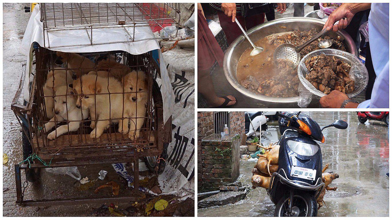 Miles de perros son sacrificados durante el festival de la carne de perro de Yulin en China.