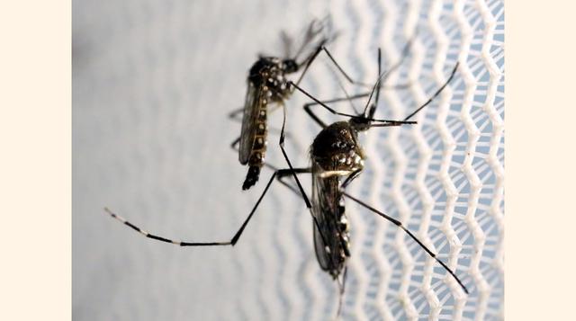 ¿Cómo se transmite el virus del zika? Principalmente por picaduras de mosquitos de tipo Aedes: en la actual epidemia en América Latina y especialmente en Brasil, el vector principal es el mosquito Aedes aegypti. También lo puede transmitir el mosquito tig