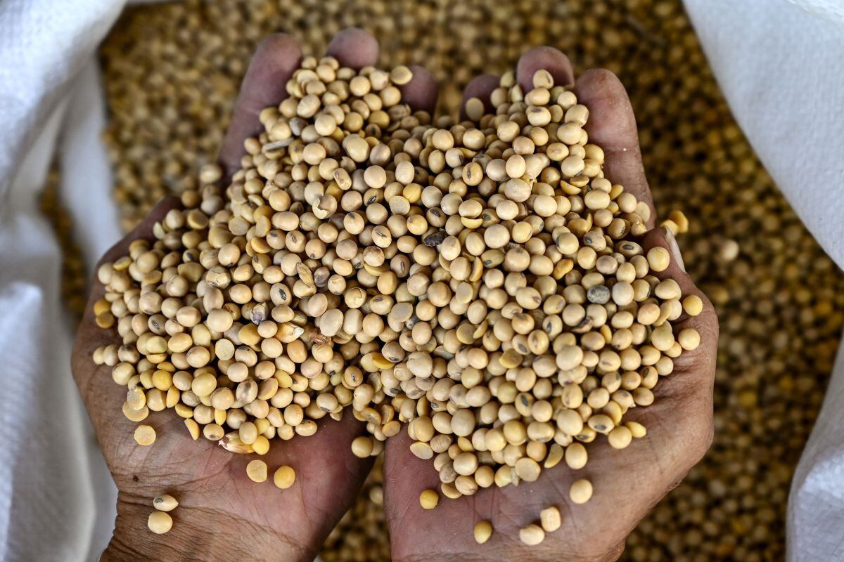 EU soybean imports fall to 7.71 million tons as of March 12
