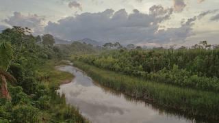 Científicos simularán cambio climático en la Amazonía para estudiar sus efectos