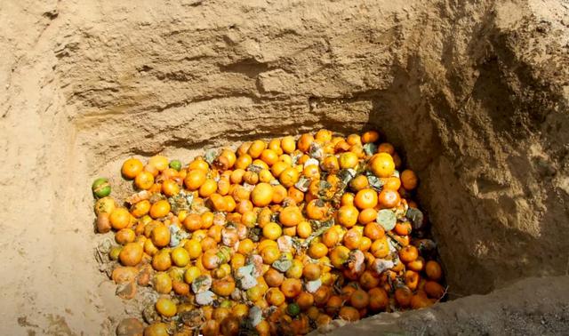 Foto 3 | (Foto: Senasa)