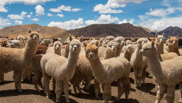 Inca Tops produce menos del 2% de la fibra que demanda, por lo que este insumo que procesa surge, principalmente, de la producción de las comunidades alpaqueras de Puno, Arequipa, Huancavelica y Cusco.