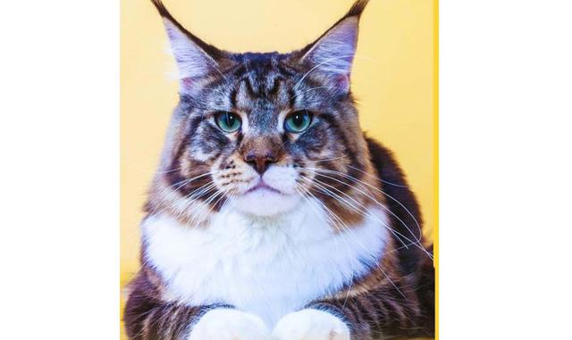 Maine Coon. Es una de las razas de gatos más grandes que existen. Los representantes de esta raza pueden pesar de 5 a 15 kg, y el largo del cuerpo de un maine coon adulto puede alcanzar 1,23 m. Sin embargo, a pesar de su aspecto estricto, son animalitos t