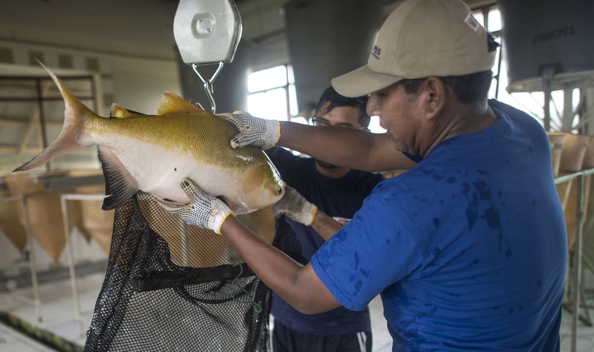 Produce financia, en materia de pesca artesanal, bienes y servicios como aparejos, motores propulsores, procesamiento artesanal, entre otros. (Foto: GEC)