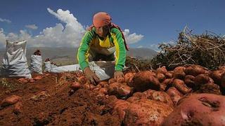 Científicos buscan contrarrestar efectos del calentamiento global en la papa