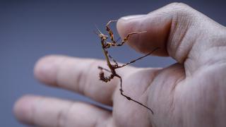 Bienvenidos insectos a la cadena alimentaria humana