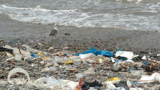 Contaminación por microplásticos en el litoral peruano aún es baja, asegura Imarpe