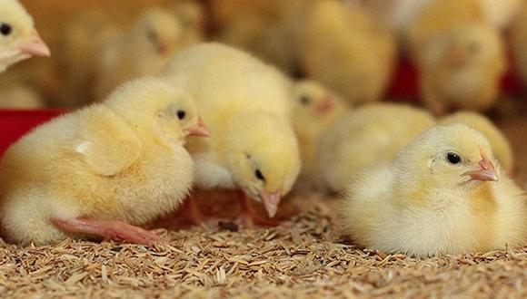 Trituración de pollitos causa polémica y gran conmoción. (Foto: Difusión)