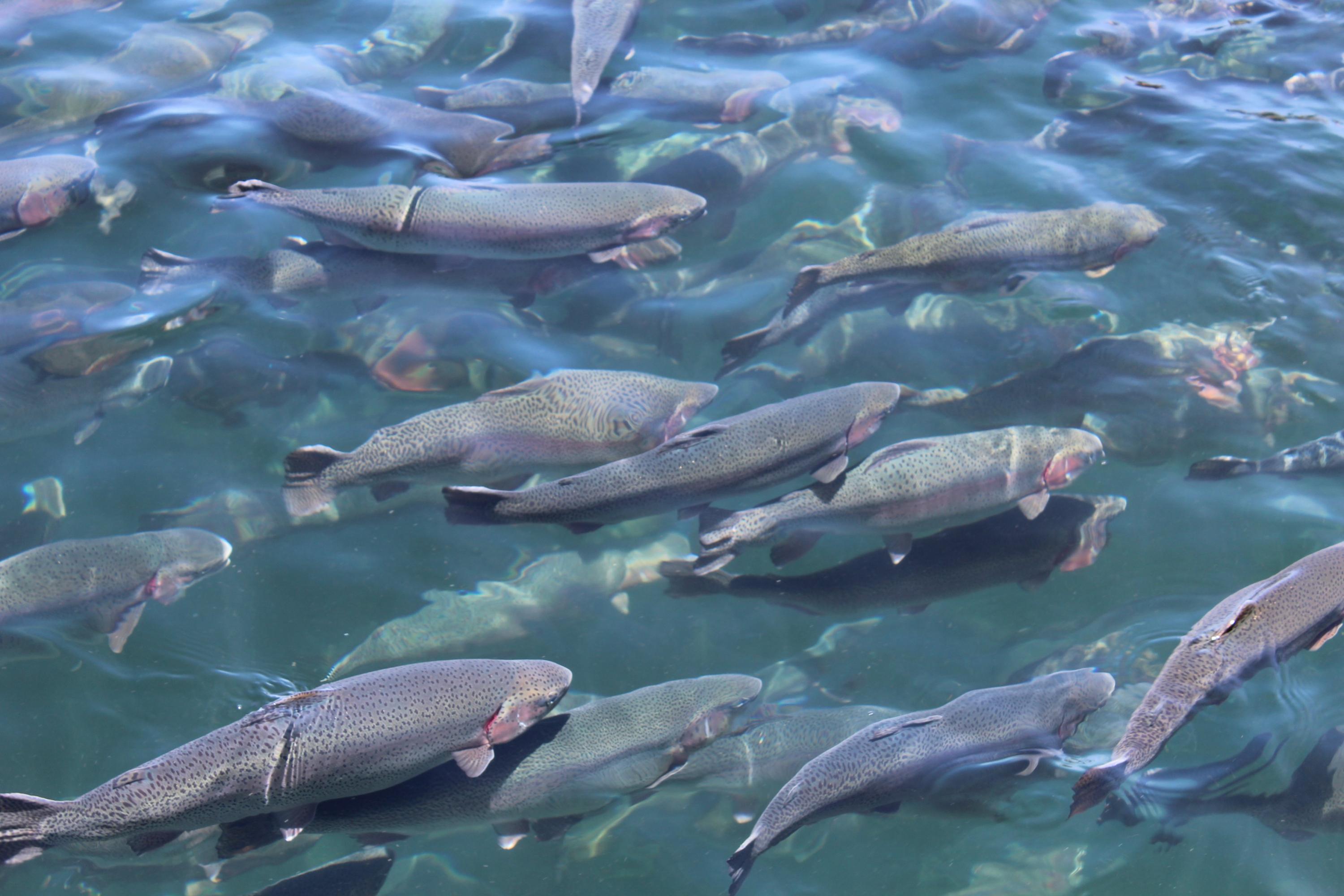 Acuicultura. (Foto: Difusión)