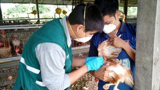 Gripe aviar: Senasa afirma que  también es seguro consumir  pollo o pavo fresco