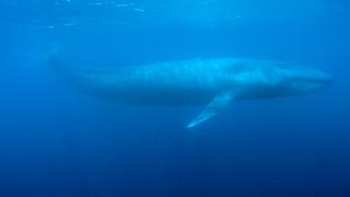 ¿Qué pueden hacer los padres frente al peligroso juego de la Ballena Azul?