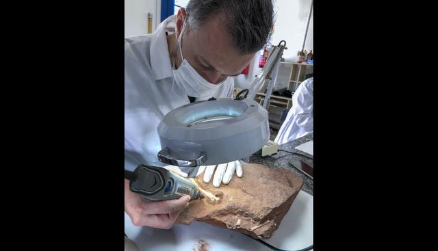 El Vespersaurus paraensis fue bautizado en homenaje al estado de Paraná (sur); "vesper", "oeste" o "atardecer" en latín, se debe a que fue localizado en el oeste de esa región. (Foto: AFP)