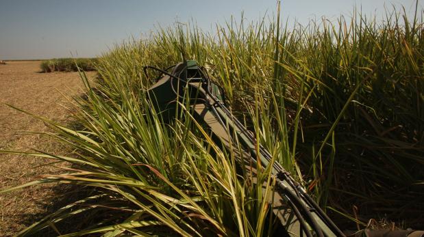 Científicos fabrican etanol sin usar maíz u otros cultivos