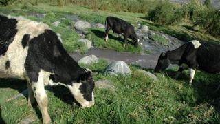 Sierra Exportadora mejora genética de ganado vacuno en Cusco para aumentar producción de leche