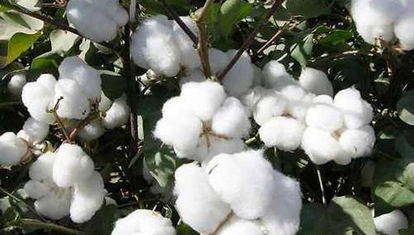 En lo que va del 2022, en Perú el quintal del algodón pasó de S/ 255 en promedio hasta S/ 316, aunque en los últimos días bajó hasta los S/ 306 respecto a la variedad Tangüis. (Foto: minagri.gob.pe)