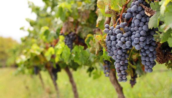 Las uvas representan el segundo producto de agroexportación no tradicional con más crecimiento en lo que va del año. (Foto: GEC)