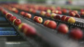 Exportaciones chilenas de fruta crecen 9.87% en temporada 2018-2019, ¿qué exportan?