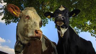 En Francia, vacas con baja emisión de carbono para ayudar al planeta