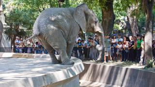 Buenos Aires reemplaza su zoológico del siglo XIX por un ecoparque