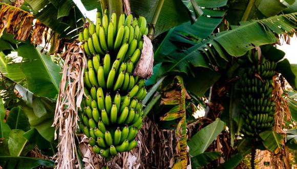 El 30% del mercado argentino consume el plátano boliviano y el resto lo cubre la fruta ecuatoriana, brasileña y paraguaya. (Foto: iStock)