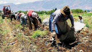 Las familias de agricultores latinos, entre asociarse o quedarse atrás