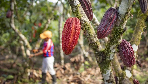 Productores en la Amazonía ahora reciben S/30 por kilo de cacao, contra S/7.00 de hace un año
