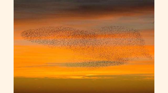 El Vuelo del Estronino, Inglaterra. De esta vista se puede disfrutar de forma habitual en el mes de noviembre. Decenas de miles de estorninos vuelan haciendo acrobacias coordinadas justo antes de posarse por la noche. Esta imagen dejará completamente impr