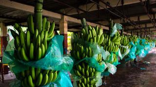 Mayor exportador de banano a EE.UU. lucha contra mortal hongo