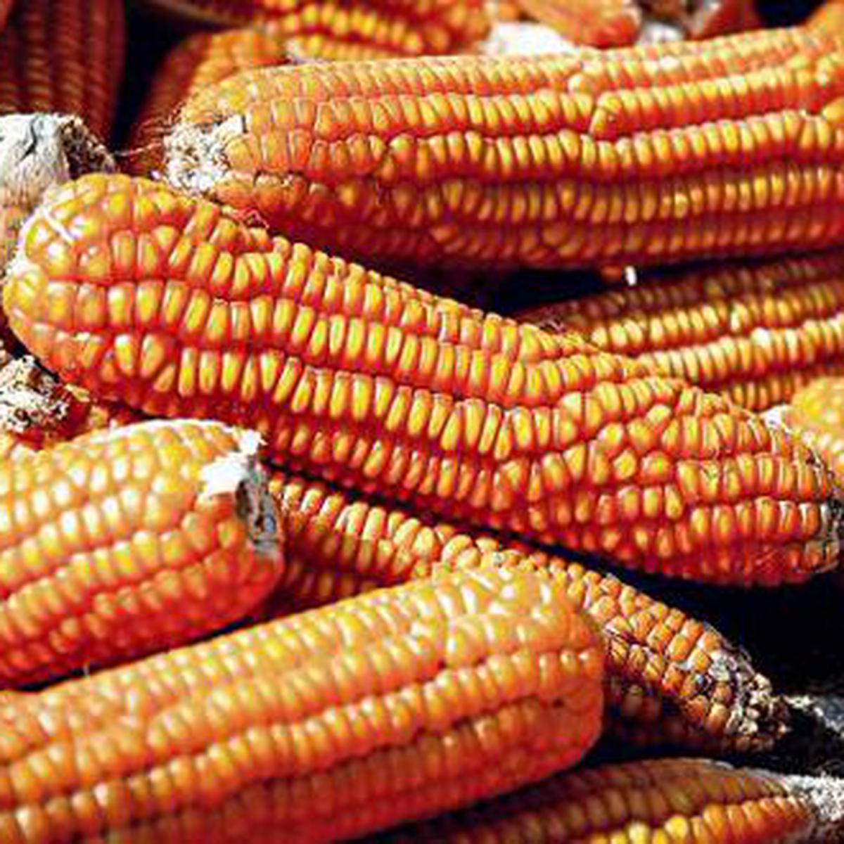 . | El maíz alcanza precio récord en nueve años en Chicago | ECONOMIA  | GESTIÓN