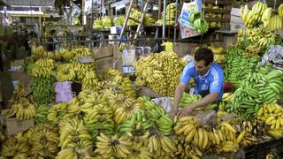 Colombia confirmaría en tres días presencia de plaga fusarium, letal para cultivos de plátano