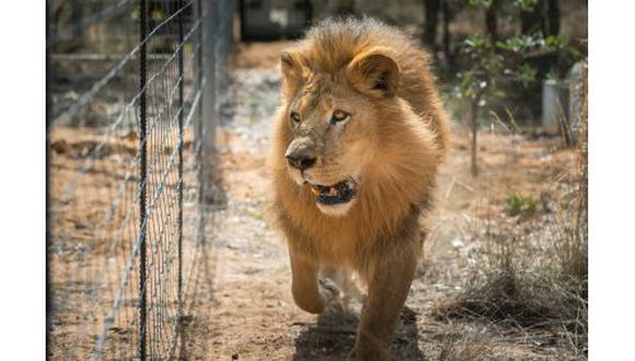 Liberados en Sudáfrica los 33 leones rescatados de circos de Perú y Colombia  | TENDENCIAS | GESTIÓN