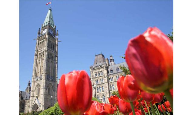 Ottawa y su festival del tulipán, Canadá. ¡Durante el festival canadiense del tulipán, la ciudad se transforma en un colorido buqué! En esta época del año, la capital de Canadá vive su mejor momento y se llevan a cabo muchas actividades primaverales a pur