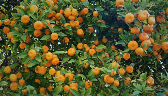 La exportación de naranjas descendió de 8,216 toneladas a agosto del 2021 a 2,454 este año.