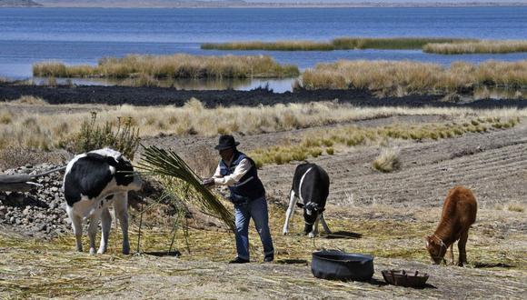 Ganaderos y agricultores son afectados con el descenso del nivel de las aguas del lago Titicaca. (Foto: AFP)