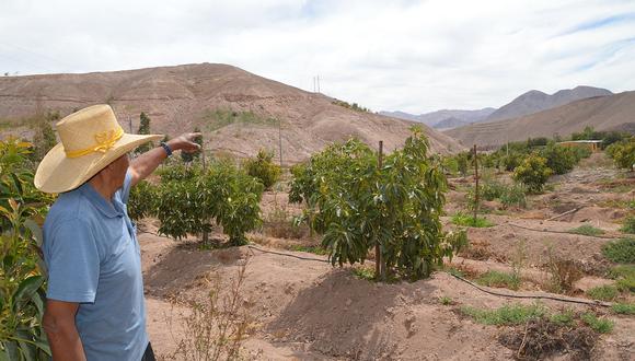 El gerente general de Safco Perú cree que en nuestro país seguirán reduciéndose las áreas de uva Red Globe, pero no descarta que dicha variedad pueda ser usada por muchos agricultores que no pueden acceder a las variedades patentadas.