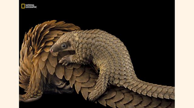 Pangolín. (Foto: Joel Sartore / National Geographic)
