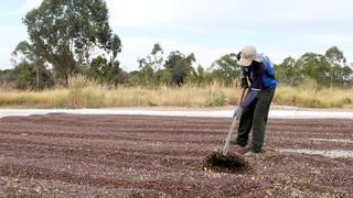 FAO: Latinoamérica necesita fortalecer la acción climática en la agricultura 