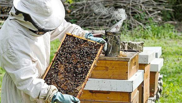 Tres subespecies de abejas sin aguijón son aprovechadas por los apicultores de la Amazonía. (Foto: referencial)