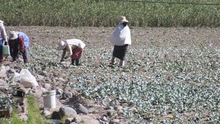 Agricultores evaluarán este domingo si inician un paro nacional ante crisis de fertilizantes