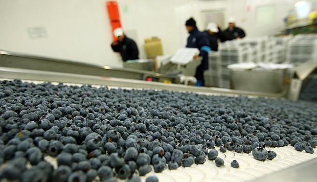 La Libertad y Lambayeque son las regiones más productoras de arándanos en el país. (Foto: GEC)