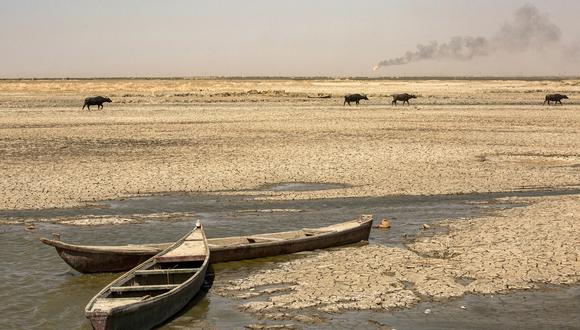 Búfalos de agua caminan en pantanos secos cerca del campo de gas natural de al-Qurnah en el norte de la provincia de Basora, en el sur de Irak, el 10 de agosto de 2022. (Foto de Hussein FALEH / AFP)