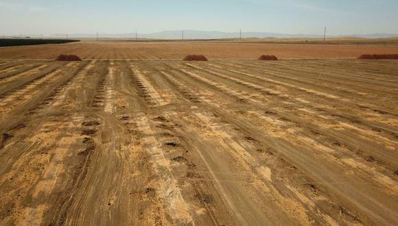En California, que representa 13% de la producción agrícola de Estados Unidos, los agricultores se quejan de que el gobernador demócrata del estado, Gavin Newsom, los está ahogando bajo un mar de restricciones, dejándolos sin recursos para abastecer a los supermercados del país. (Foto: AFP)