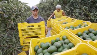 Agrícola Chavín de Huantar planea duplicar capacidad de sus plantas procesadoras de frutas