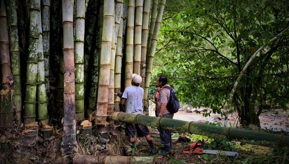 La Estrategia Nacional del Bambú tendrá como meta sumar más de 4,000 nuevas hectáreas de esta especie forestal en el Perú. Foto: Bamboom.pe