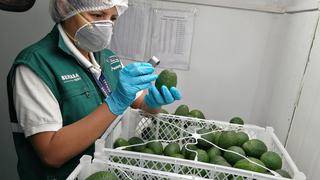 UE rechazó un contenedor de palta Hass de Perú por tener un alto nivel de cadmio