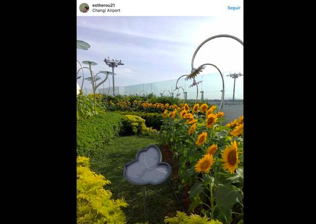 FOTO 8 | Jardines interiores y exteriores en Changi (Singapur). No nos resistimos a realizar una nueva propuesta de Changi en forma de maravilla natural. Se trata de sus espectaculares jardines al aire libre e interiores con senderos y flores. Y es que el aeropuerto cuenta con media docena de ellos, entre los que sobresalen un campo de girasoles, un hábitat tropical lleno de mariposas, un jardín de orquídeas con estanque koi, y una gruta de cascadas de diez pisos. En resumen, un auténtico espectáculo.