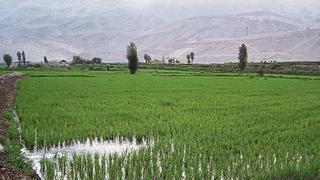 Más oliva pero menos arroz, la ola de frío en Perú pone en riesgo a algunos cultivos