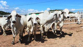 José Hernández: “Queremos que la ganadería crezca hasta 40% del PBI agropecuario”