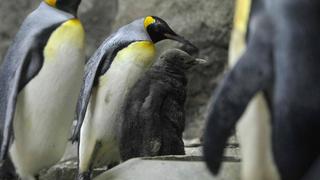 Hasta los pingüinos se resguardan del frío extremo que azota Canadá